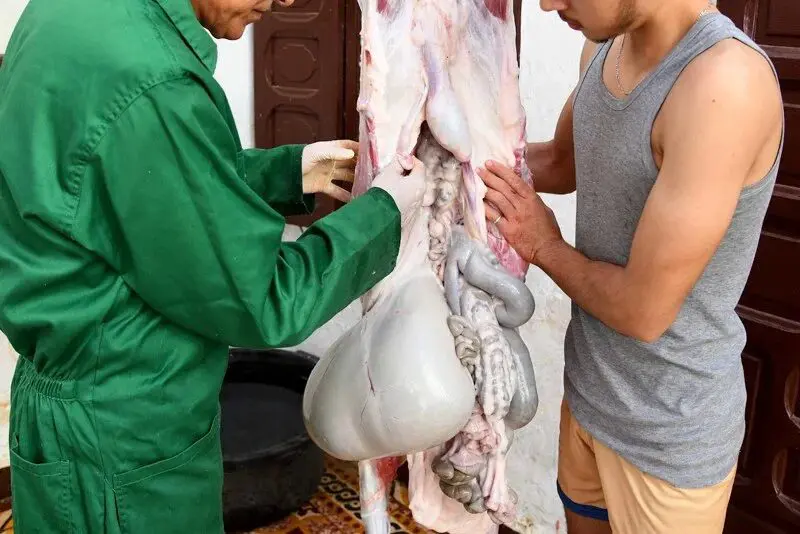 بعد فحص حوالي 3750 بكل الجهات.. “أونسا”: عيد الأضحى مر في ظروف مُرضِية