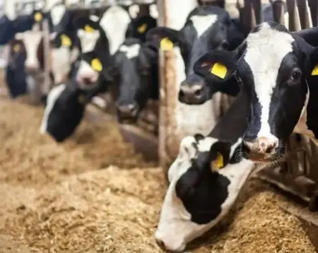 العلف الروسي يكتسح السوق المغربية وينهي الهيمنة الإسبانية