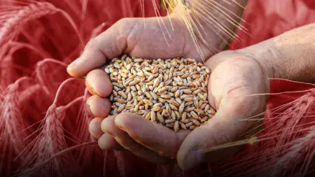 المغرب يمدد الرسوم الجمركية على واردات القمح اللين