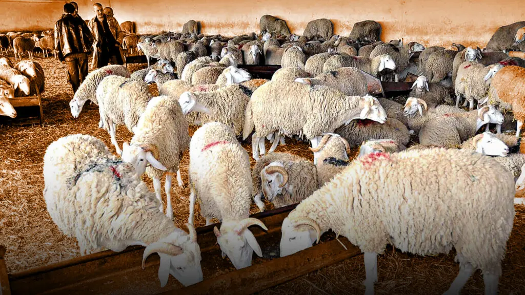 تقرير حقوقي يفتح “العلبة السوداء” لسوق الأضاحي بالمغرب