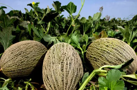 رغم الإنتاجية المرتفعة.. المغرب يخسر سباق إنتاج “البطيخ” أمام إسبانيا