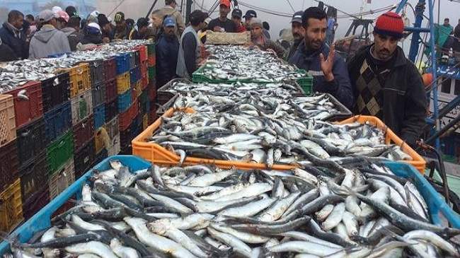 قيمة منتجات الصيد الساحلي المسوقة ترتفع لأزيد من 3,5 مليار درهم