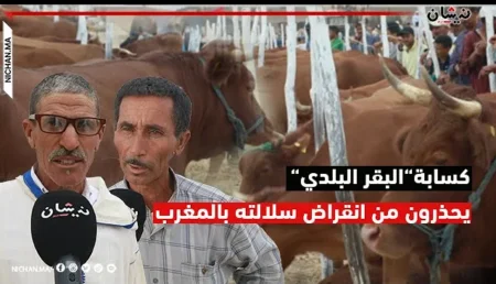 كسابة “البقر البلدي” يحذرون من انقراض سلالته بالمغرب